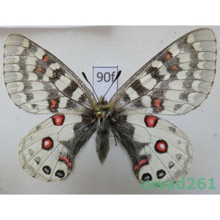 Parnassius orleans subsp. janseni Bang-Haas, 1938 China90f